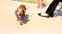 Blessing of the Pets 2014